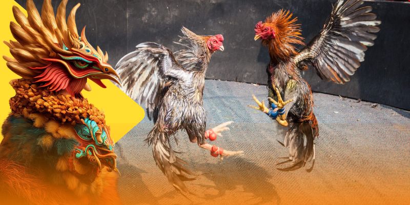 Đá Gà Vin777 – Khám Phá Sảnh Cá Cược Đá Gà Cho Mọi Kê Thủ